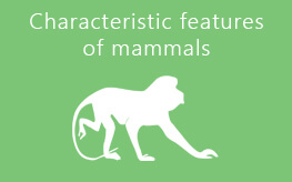 characteristic features of mammals